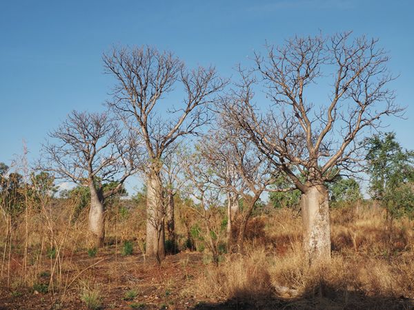 Baobabs in Northern Territory, Australië